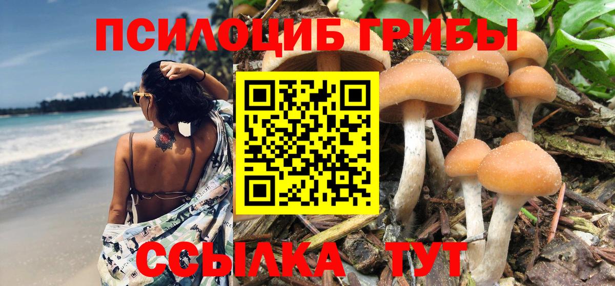 Галлюциногенные грибы Psilocybine cubensis Барнаул